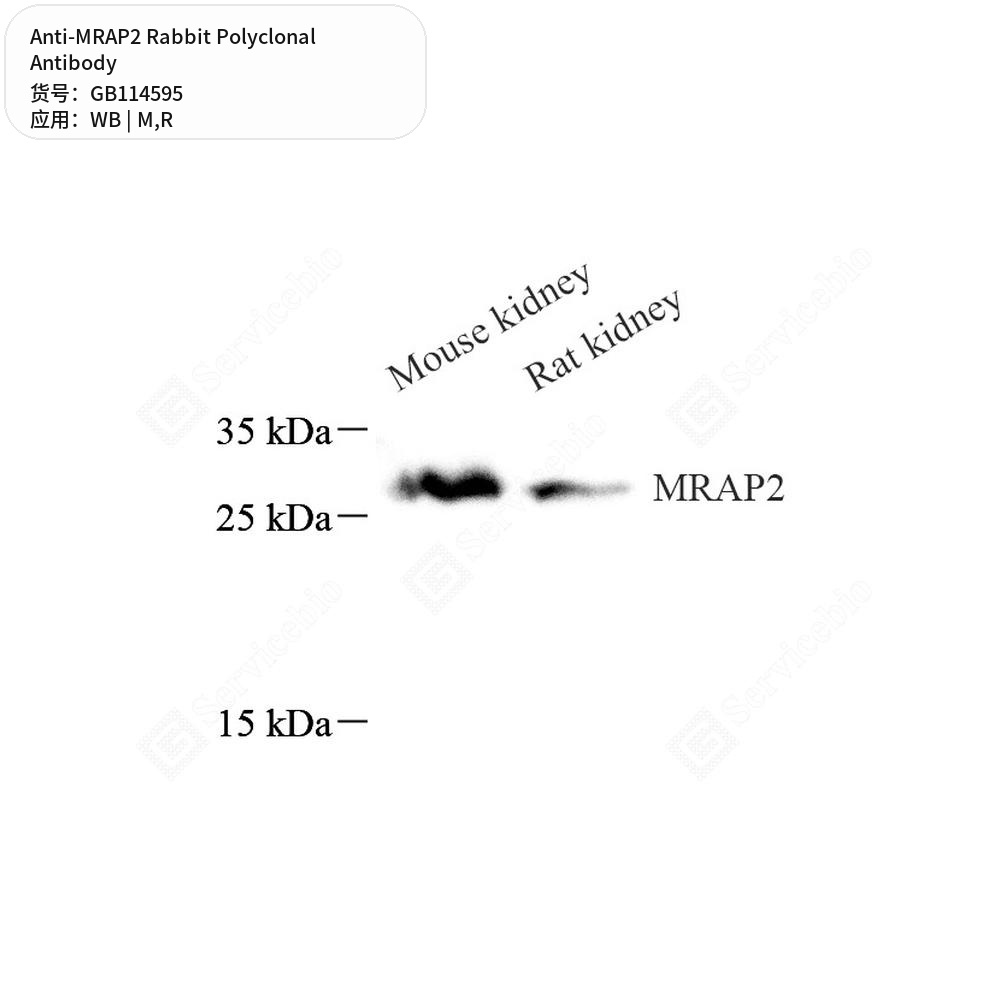 Антитела первичные, поликлональные кролика к MRAP2 крысы, мыши, 50 мкл