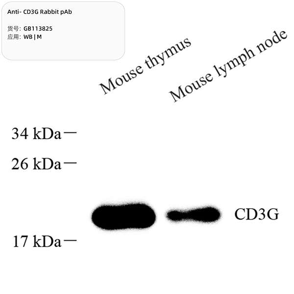 Антитела первичные, поликлональные, CD3G, 100 мкл
