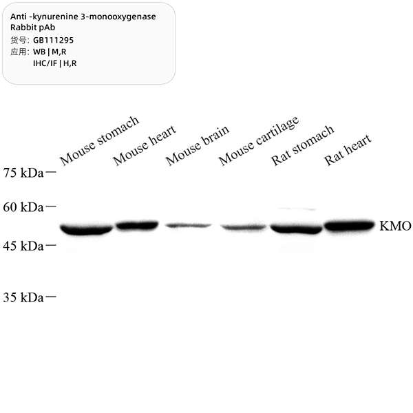 Антитела первичные, поликлональные, kynurenine 3-monooxygenase, 100 мкл