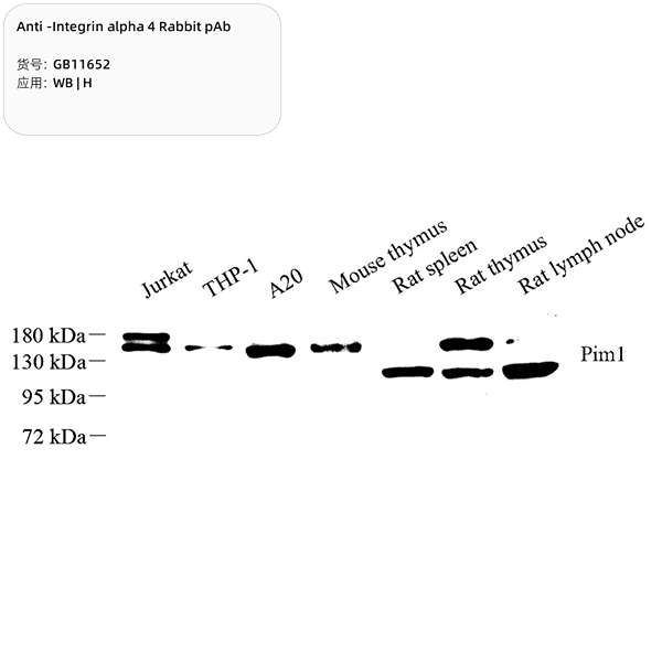 Антитела первичные, поликлональные, Integrin alpha 4, 100 мкл