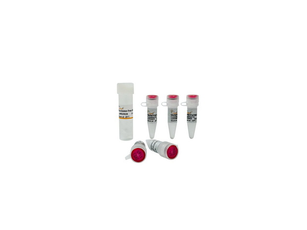 Мастер-микс для быстрой qPCR с зондами PerfectStart IV Fast Probe UDG, 1500 реакций
