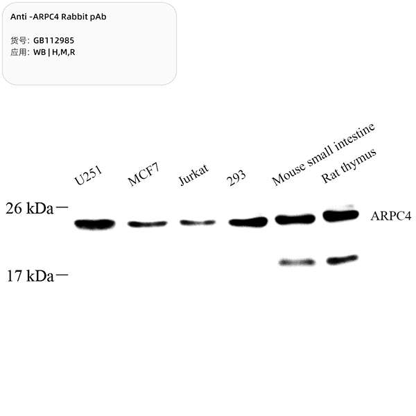 Антитела первичные, поликлональные, ARPC4, 100 мкл