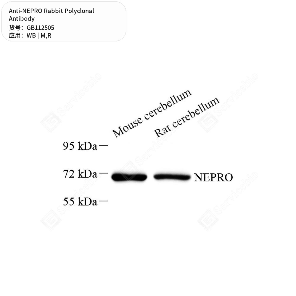 Антитела первичные, поликлональные кролика к NEPRO крысы, мыши, 100 мкл