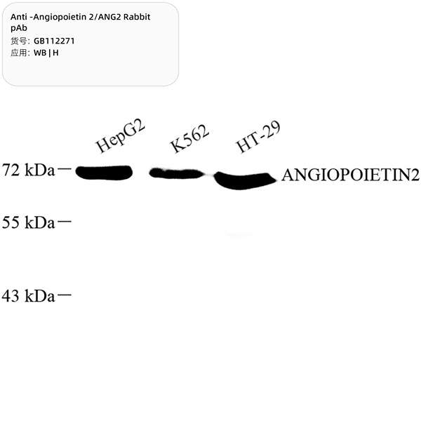 Антитела первичные, поликлональные, Angiopoietin 2/ANG2, 100 мкл