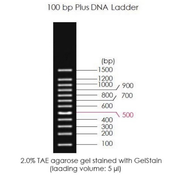 Маркеры молекулярной массы ДНК, 100-1500 п.о., 100bp Plus DNA Ladder, готовые к использ., 500 мкл