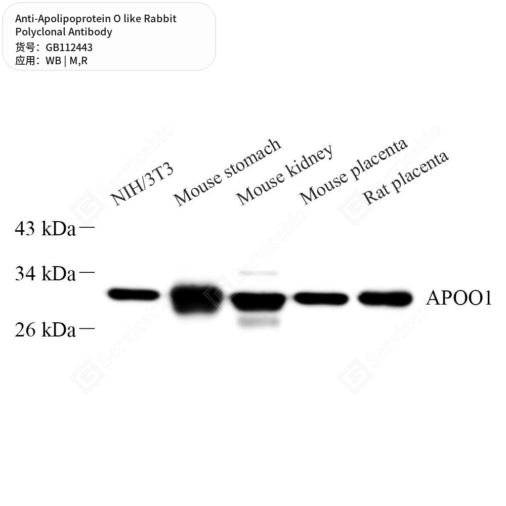 Антитела первичные, поликлональные кролика к Apolipoprotein O like крысы, мыши, 100 мкл
