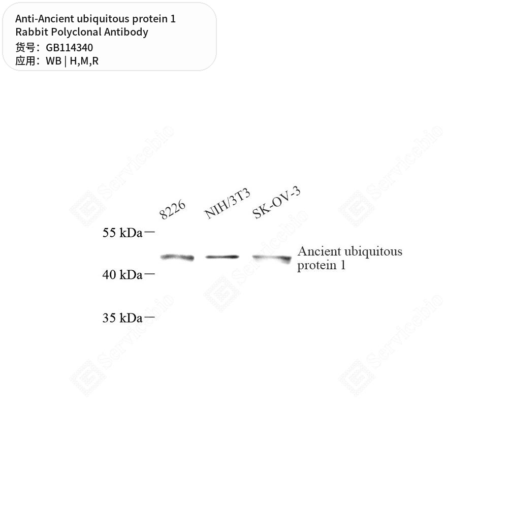 Антитела первичные, поликл. кролика к Ancient ubiquitous protein 1 крысы, мыши, человека, 50 мкл