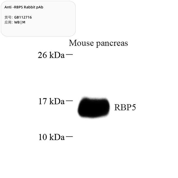 Антитела первичные, поликлональные, RBP5, 100 мкл