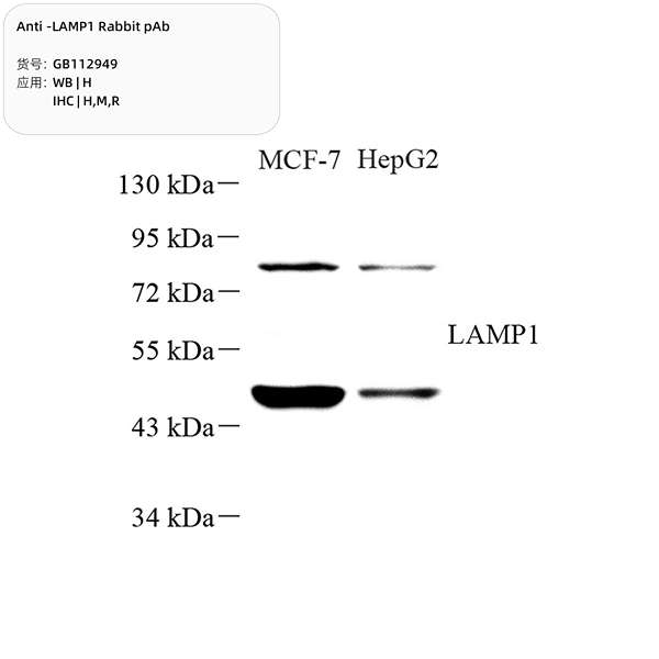 Антитела первичные, поликлональные, LAMP1, 100 мкл