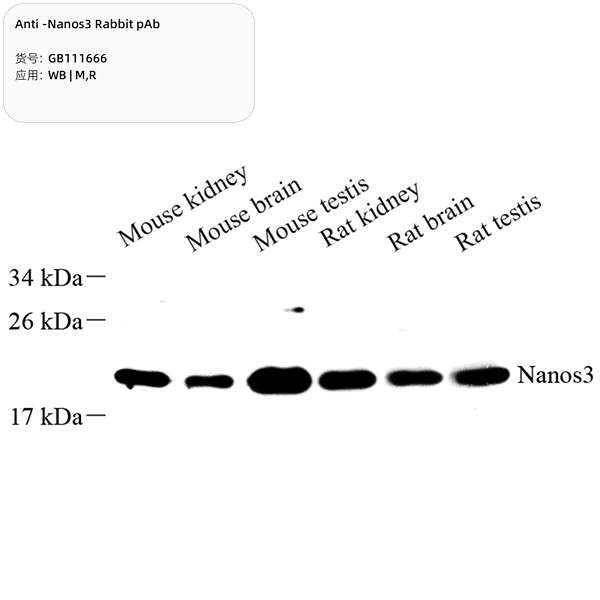 Антитела первичные, поликлональные, Nanos3, 100 мкл