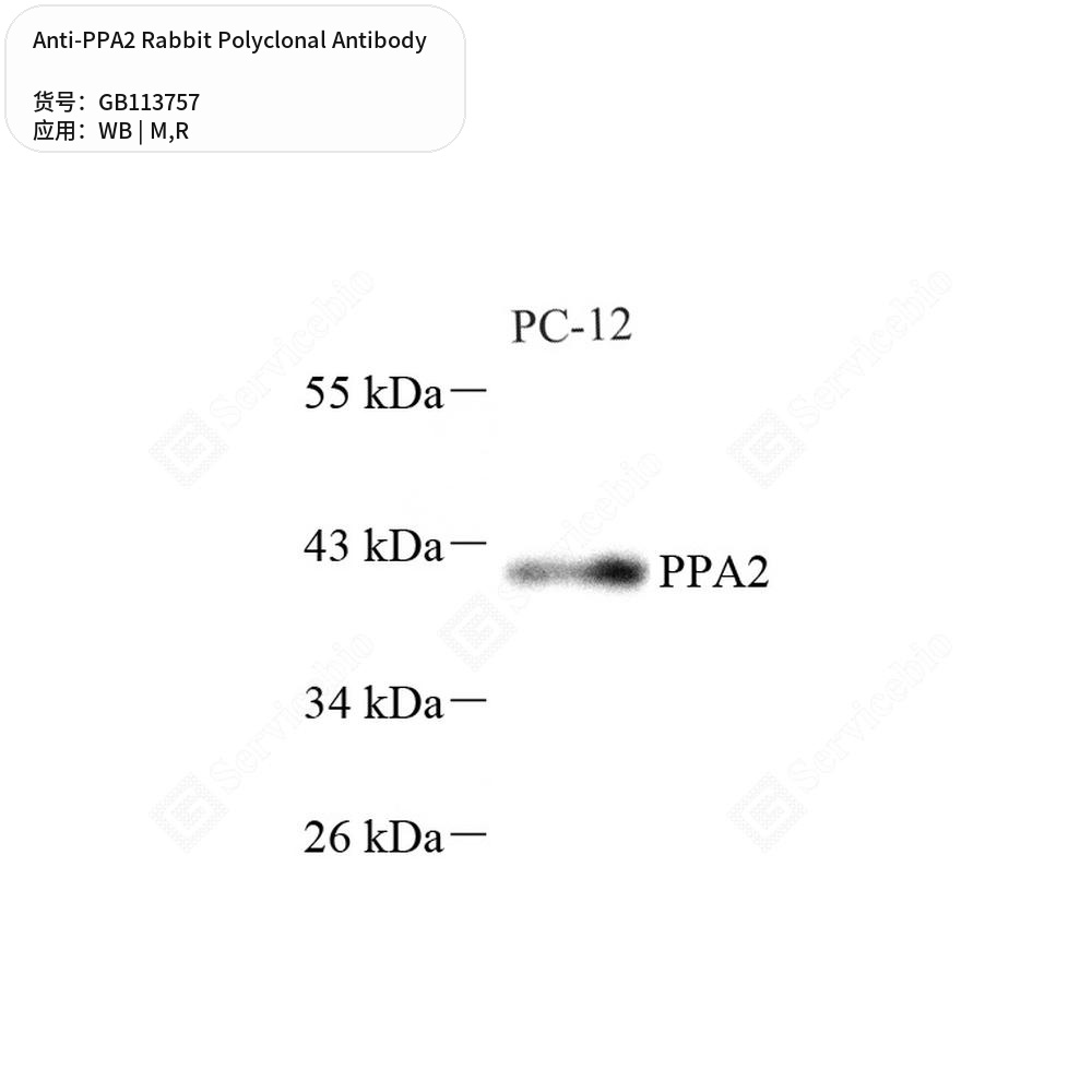 Антитела первичные, поликлональные кролика к PPA2 крысы, мыши, 50 мкл