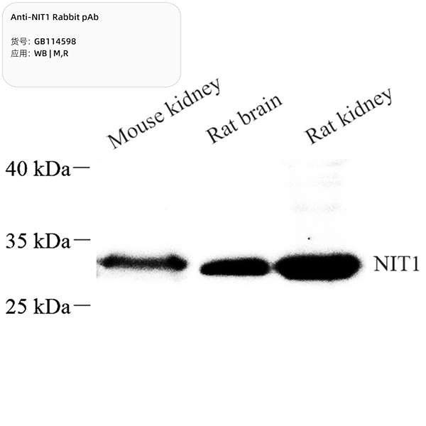 Антитела первичные, поликлональные, NIT1, 100 мкл