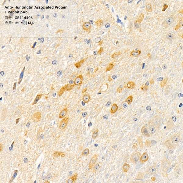 Антитела первичные, поликлональные, Huntingtin Associated Protein 1, 100 мкл