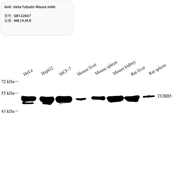 Антитела первичные, моноклональные, beta Tubulin, 100 мкл