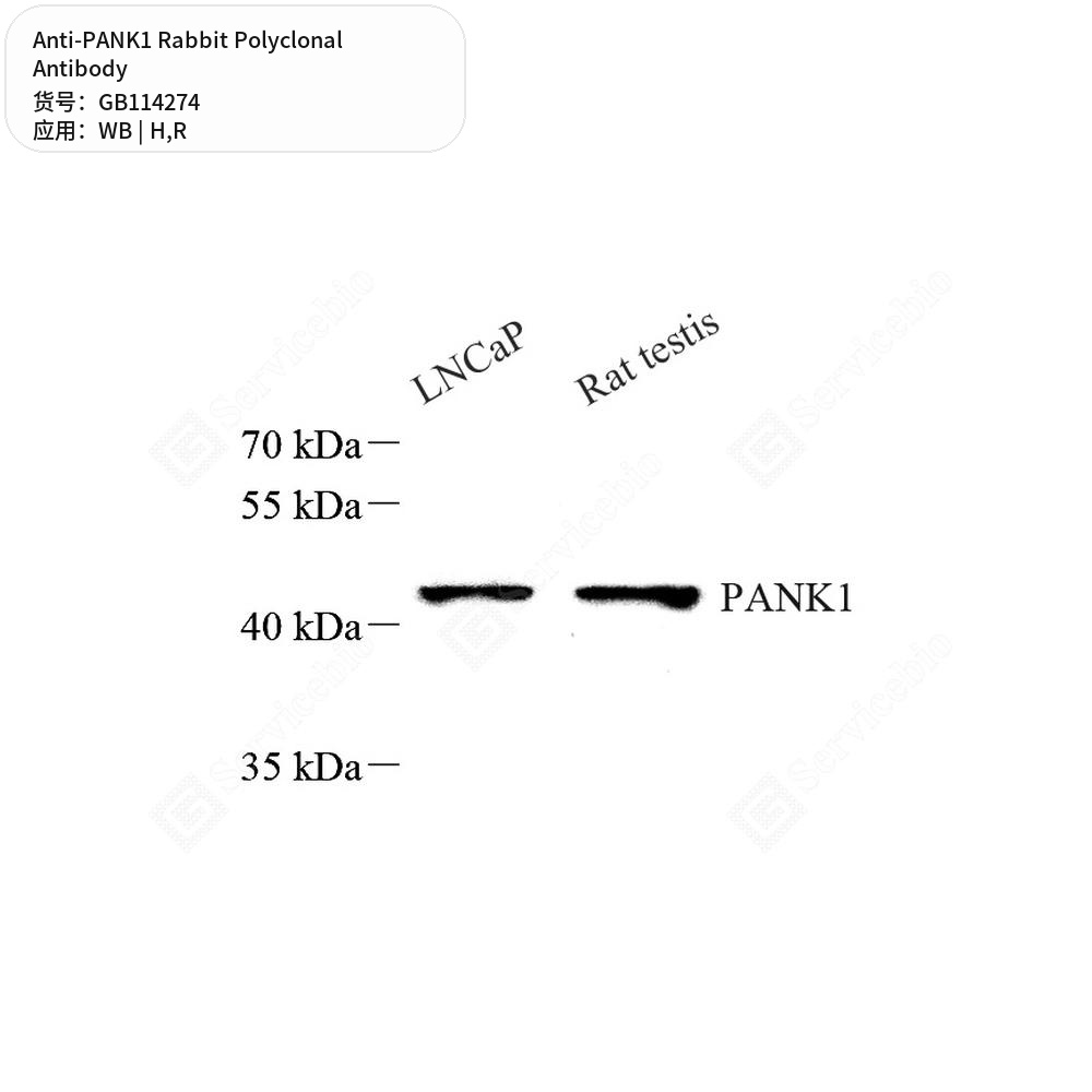 Антитела первичные, поликлональные кролика к PANK1 крысы, человека, 100 мкл