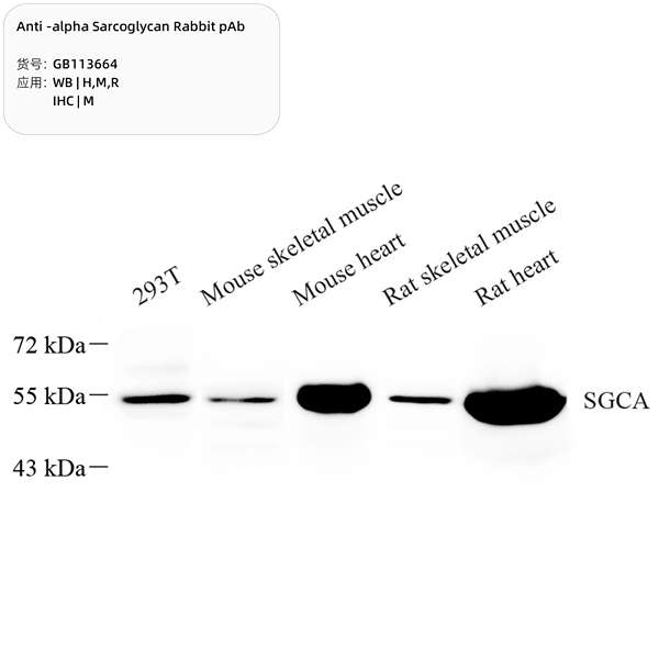 Антитела первичные, поликлональные, alpha Sarcoglycan, 100 мкл