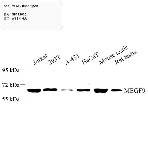 Антитела первичные, поликлональные, MEGF9, 100 мкл
