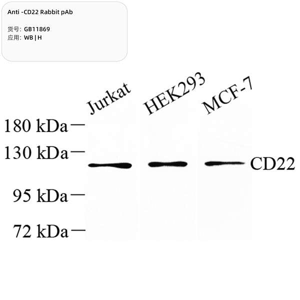 Антитела первичные, поликлональные, CD22, 100 мкл