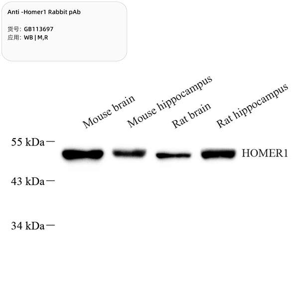Антитела первичные, поликлональные, Homer1, 100 мкл
