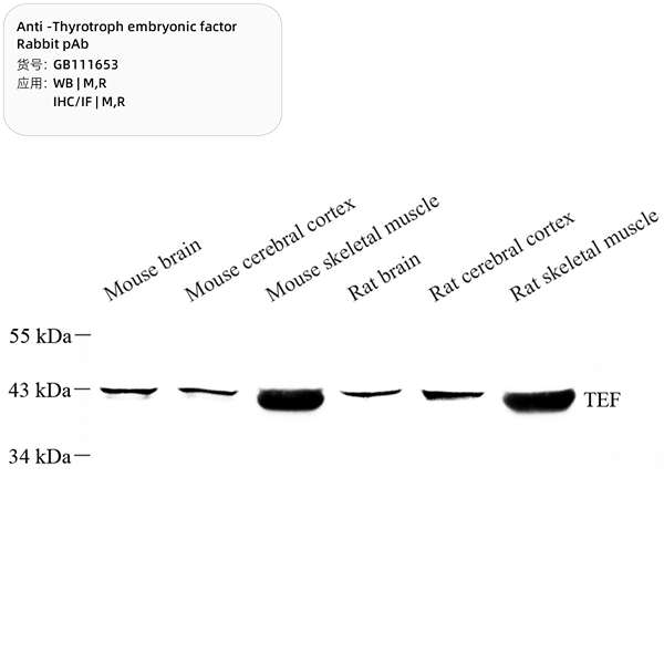 Антитела первичные, поликлональные, Thyrotroph embryonic factor, 100 мкл