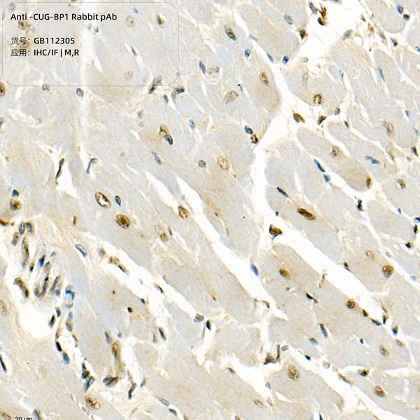 Антитела первичные, поликлональные, CUG-BP1, 100 мкл