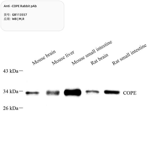 Антитела первичные, поликлональные, COPE, 100 мкл