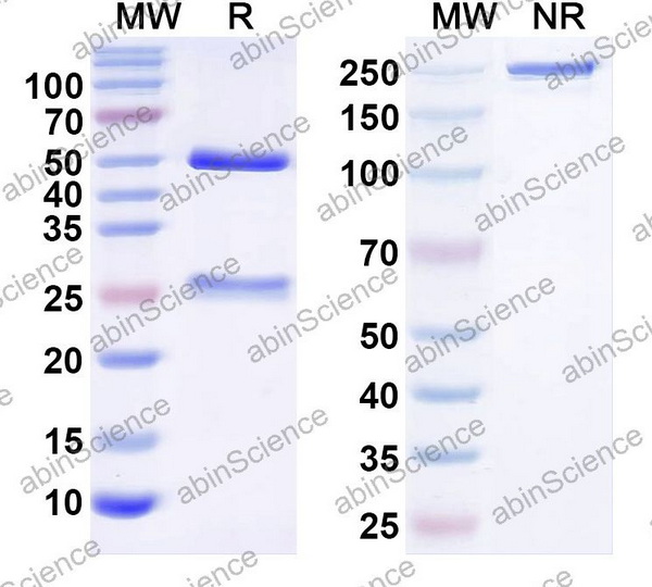 Наноантитела fimA/Fimbrilin (123-123-10), 100 мкг