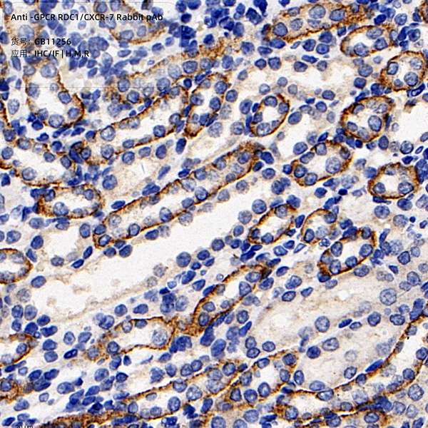 Антитела первичные, поликлональные, GPCR RDC1/CXCR-7, 100 мкл