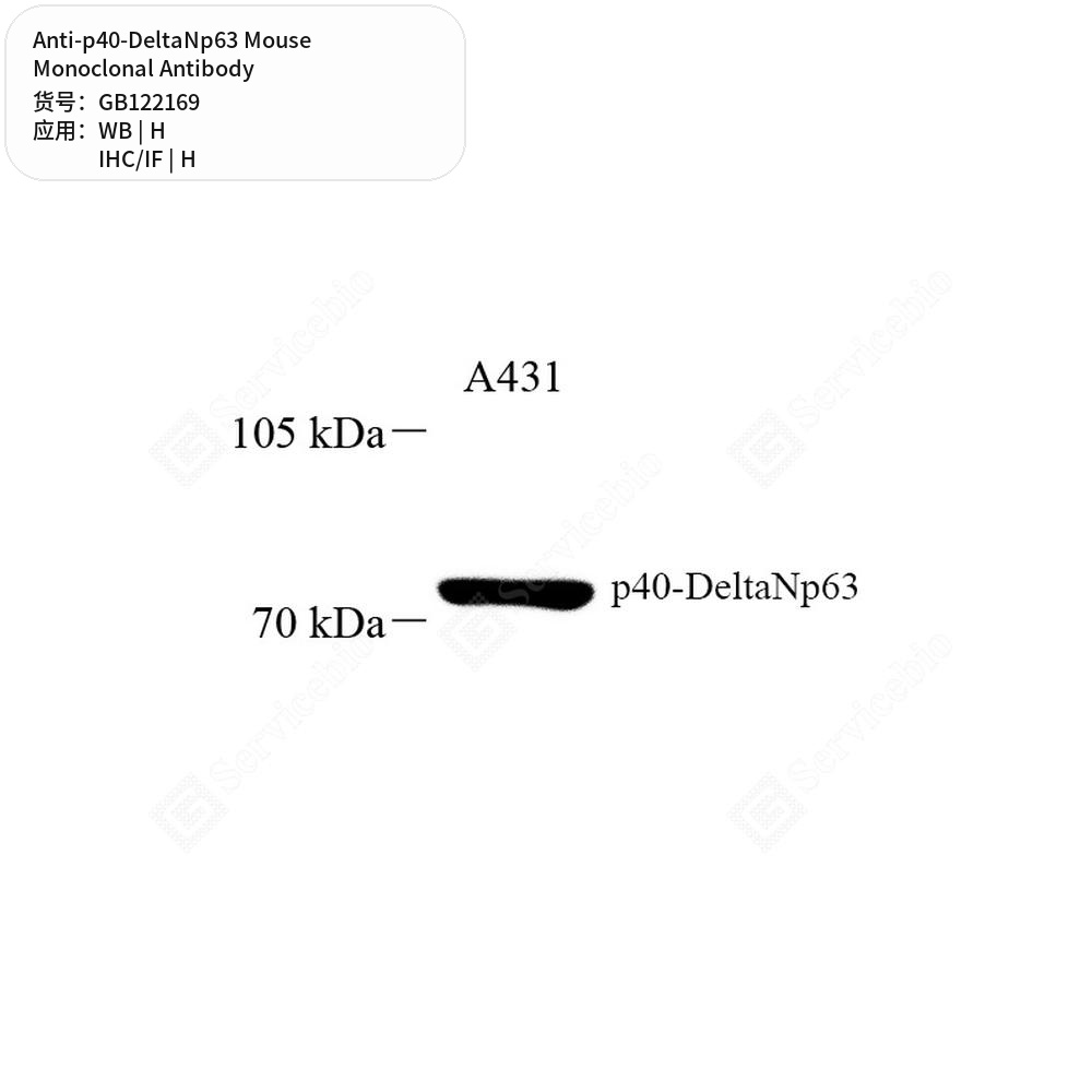 Антитела первичные, моноклональные мыши к p40-DeltaNp63 человека, 50 мкл