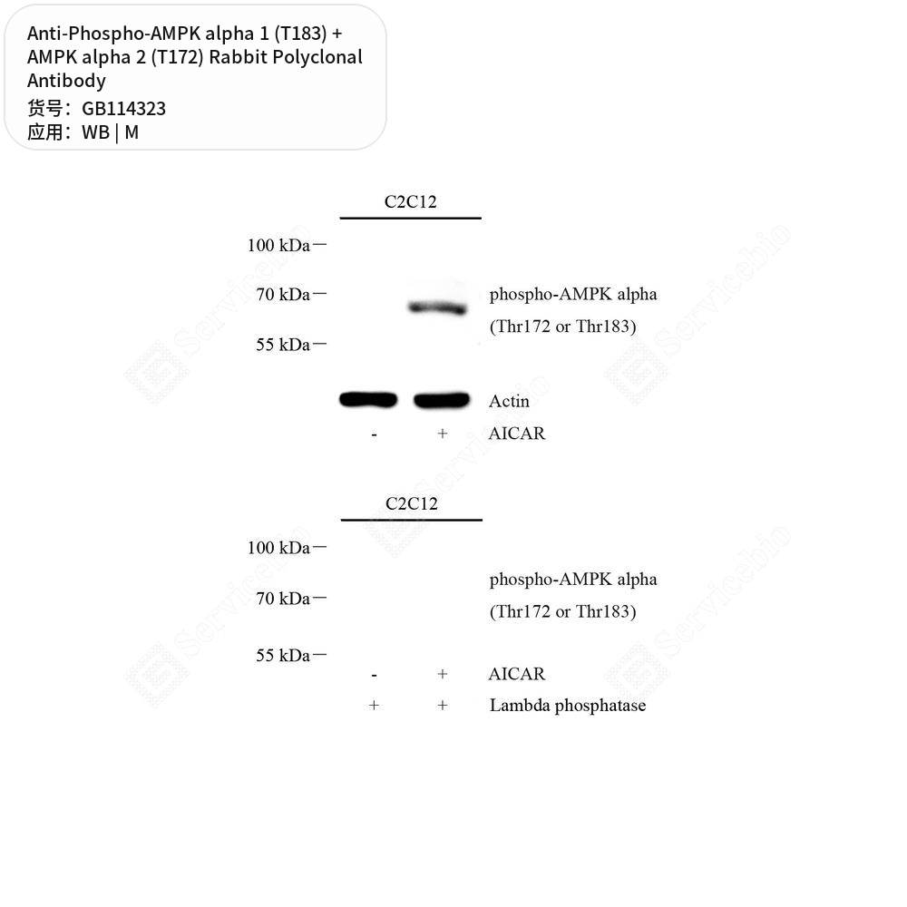 Антитела первичные, пол. кролика к Phospho-AMPK alpha 1 (T183) + AMPK alpha 2 (T172) мыши, 50 мкл