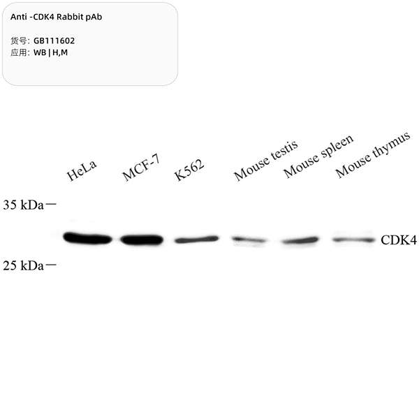 Антитела первичные, поликлональные, Cdk4, 100 мкл