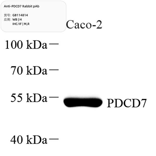Антитела первичные, поликлональные, CCT3, 100 мкл