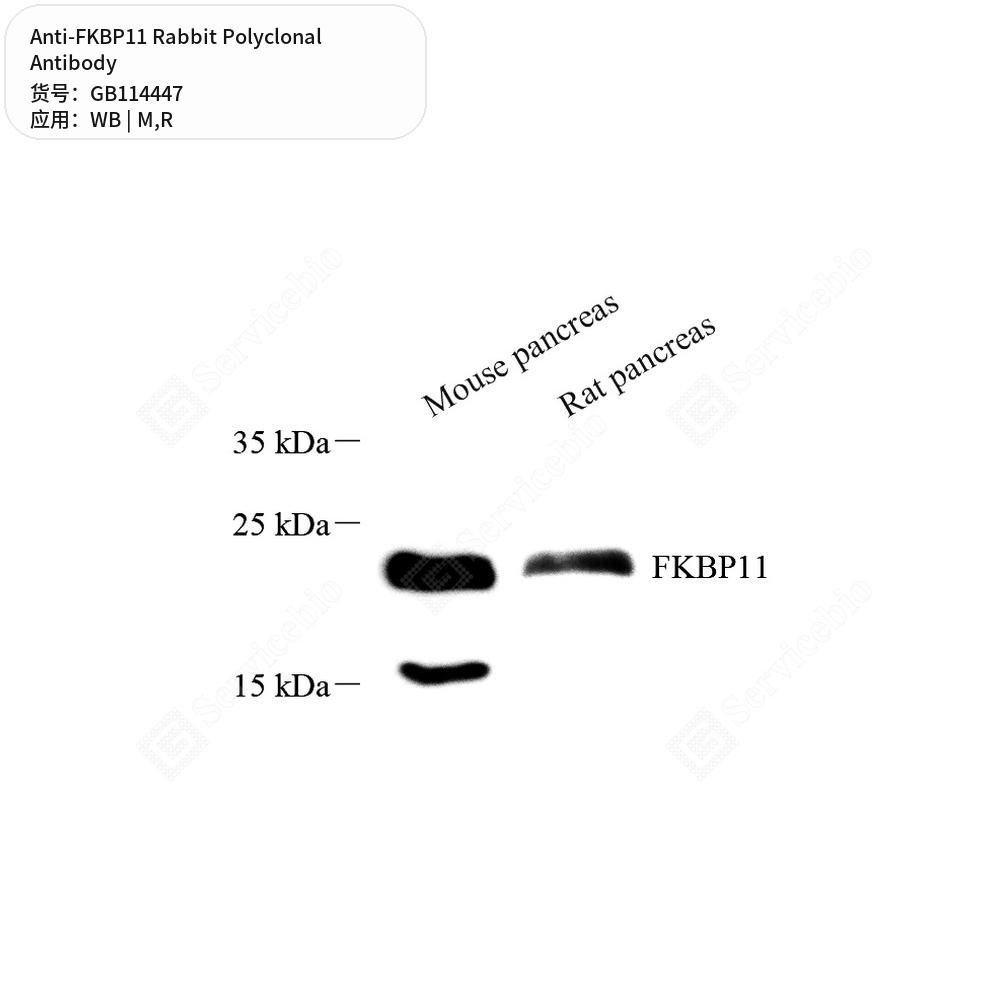 Антитела первичные, поликлональные кролика к FKBP11 крысы, мыши, 50 мкл