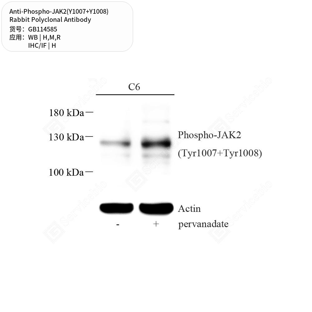 Антитела первичные, поликл. кролика к Phospho-JAK2(Y1007+Y1008) крысы, мыши, человека, 100 мкл