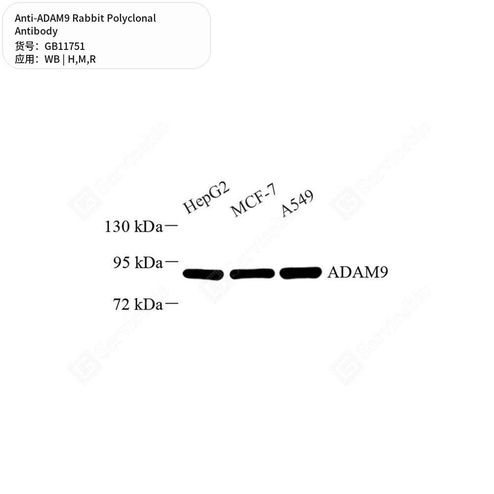 Антитела первичные, поликлональные кролика к ADAM9 крысы, мыши, человека, 50 мкл