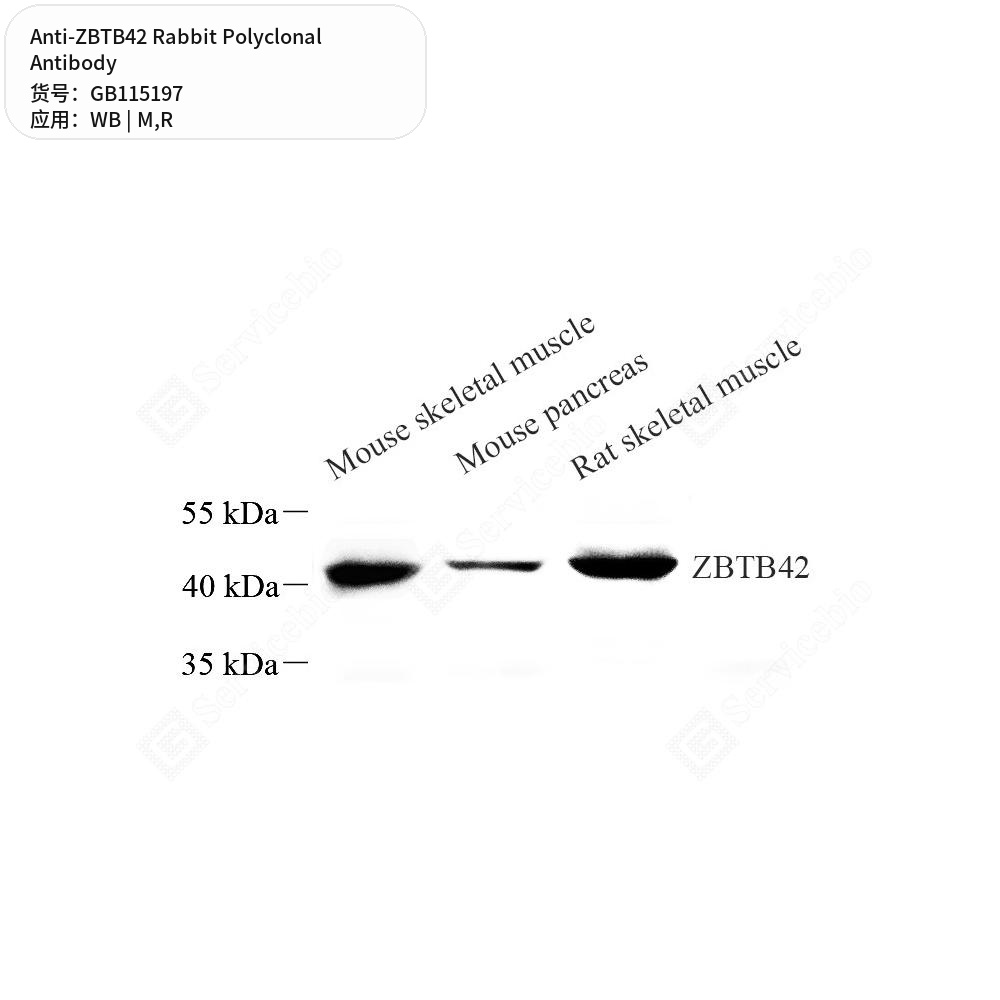 Антитела первичные, поликлональные кролика к ZBTB42 крысы, мыши, 50 мкл
