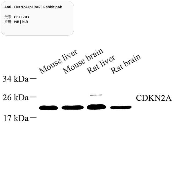 Антитела первичные, поликлональные, CDKN2A/p19ARF, 100 мкл