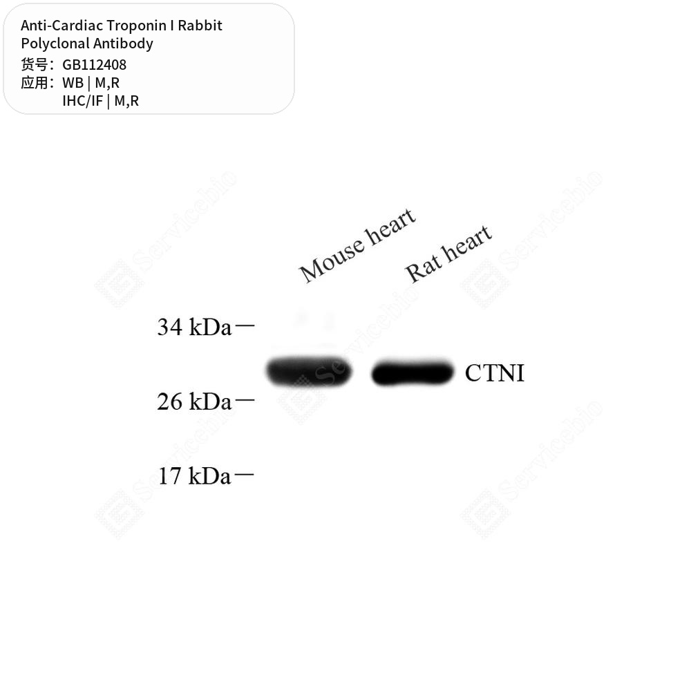Антитела первичные, поликлональные кролика к Cardiac Troponin I крысы, мыши, 100 мкл