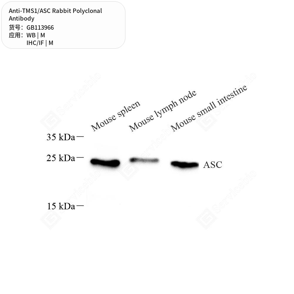 Антитела первичные, поликлональные кролика к TMS1/ASC мыши, 100 мкл