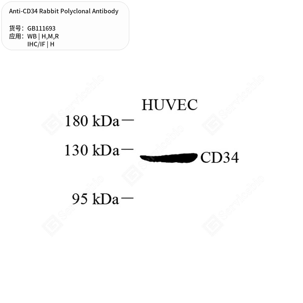 Антитела первичные, поликлональные кролика к CD34 крысы, мыши, человека, 100 мкл