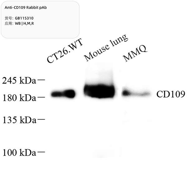 Антитела первичные, поликлональные, CD109, 100 мкл