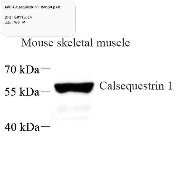 Антитела первичные, поликлональные, Calsequestrin 1, 100 мкл