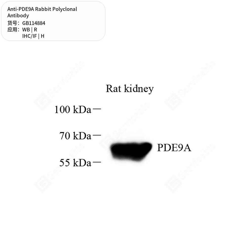 Антитела первичные, поликлональные кролика к PDE9A крысы, человека, 50 мкл