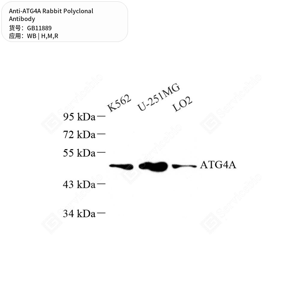 Антитела первичные, поликлональные кролика к ATG4A крысы, мыши, человека, 100 мкл