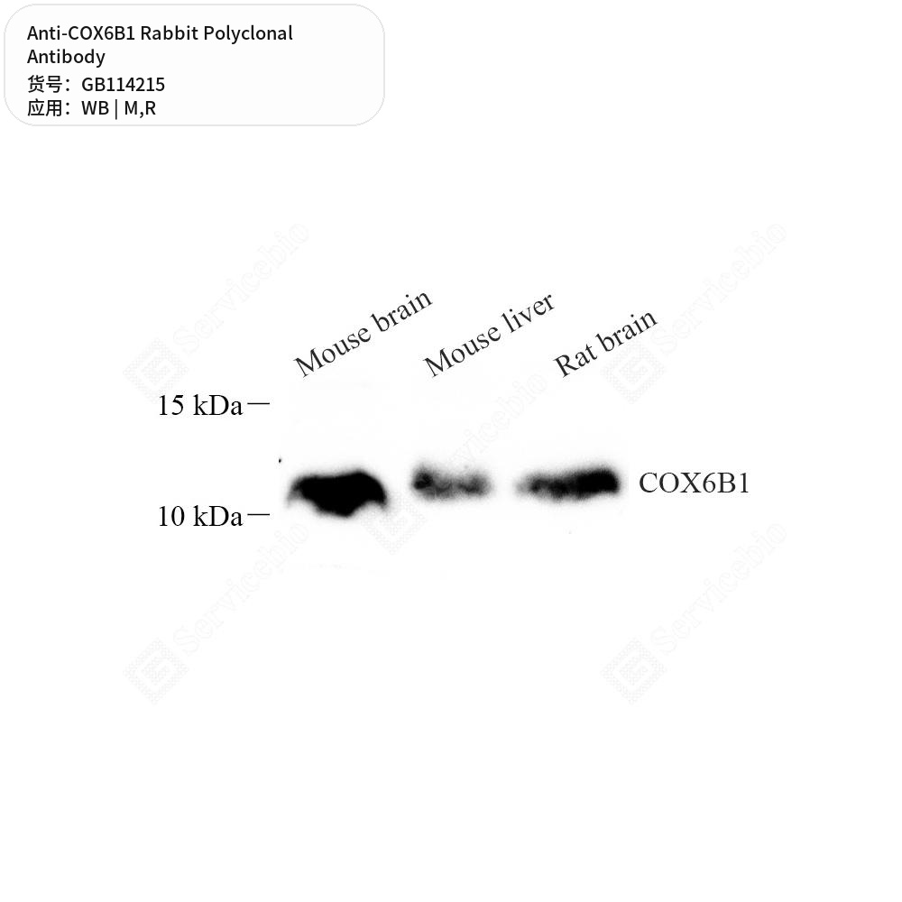 Антитела первичные, поликлональные кролика к COX6B1 крысы, мыши, 50 мкл