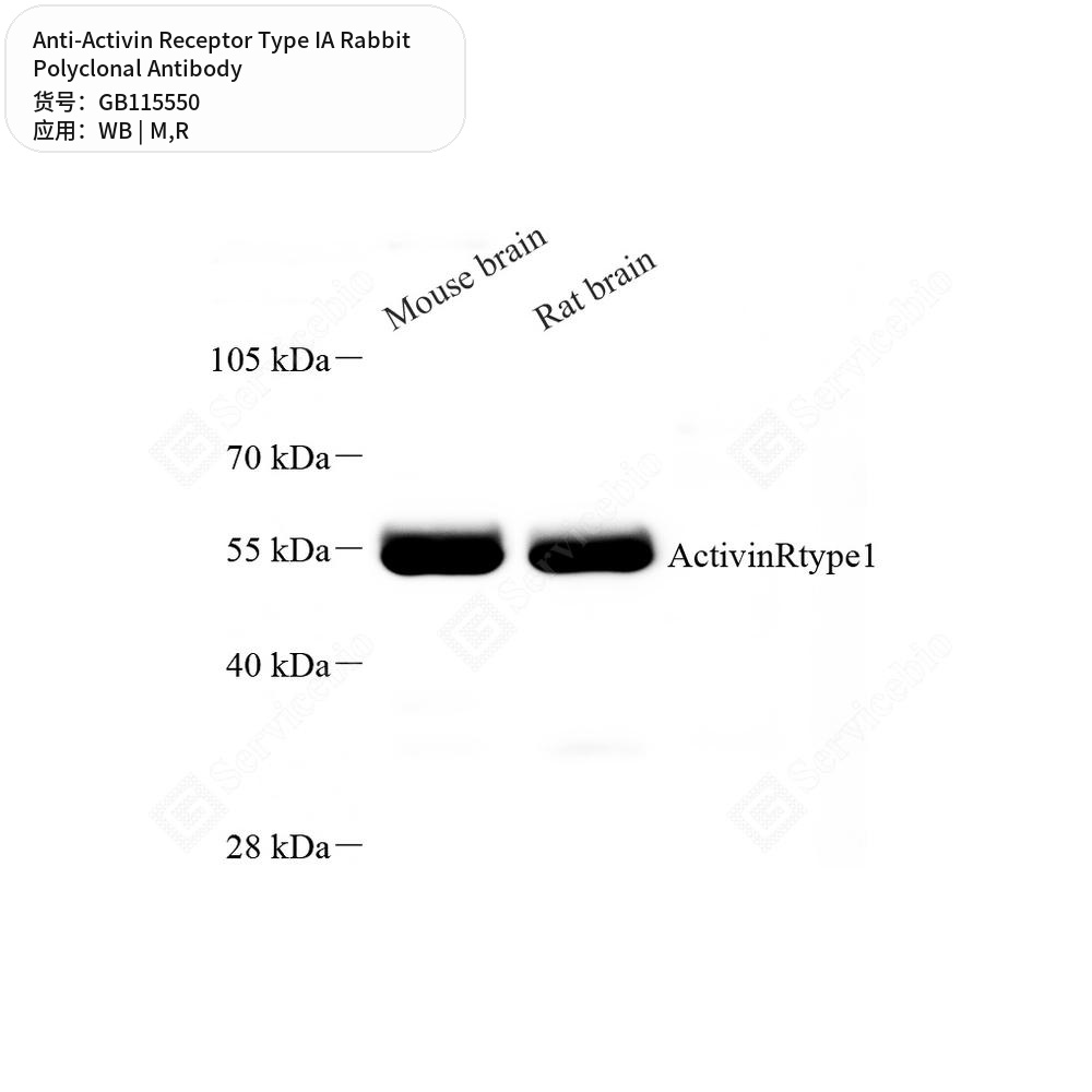 Антитела первичные, поликлональные кролика к Activin Receptor Type IA крысы, мыши, 50 мкл