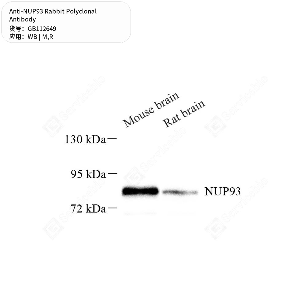 Антитела первичные, поликлональные кролика к NUP93 крысы, мыши, 100 мкл