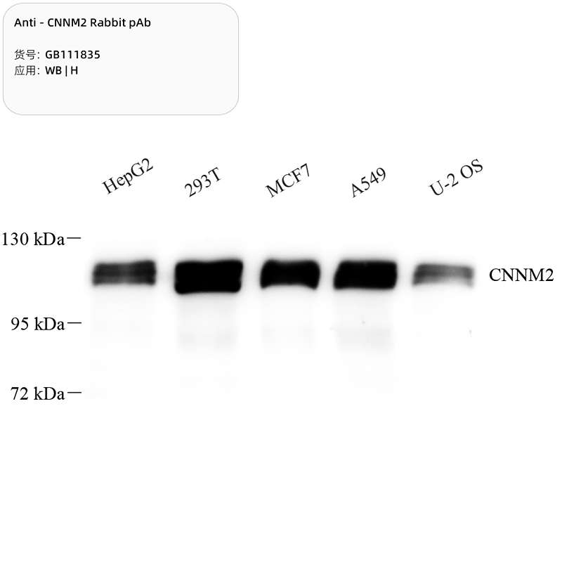 Антитела первичные, поликлональные, CNNM2, 100 мкл
