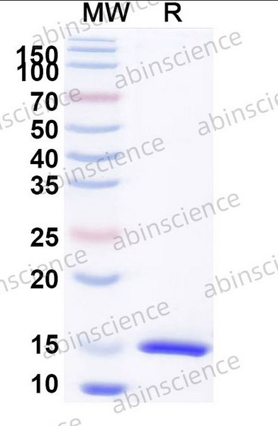 Наноантитела CD126/IL6R/IL-6RA (SAA1278), 100 мкг