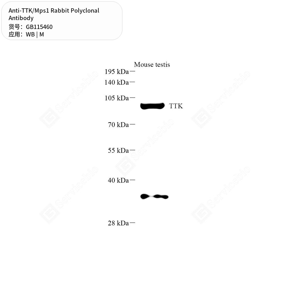 Антитела первичные, поликлональные кролика к TTK/Mps1 мыши, 100 мкл